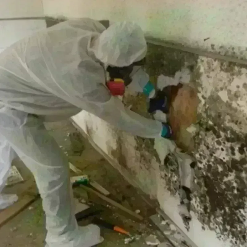 Mold Remediation and Removal in Maple Heights, OH